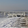 Winterimpressionen vom Ostseestrand_20
